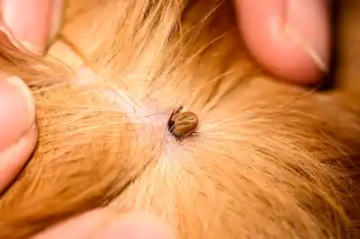 Tick-borne diseases Tick-borne diseases