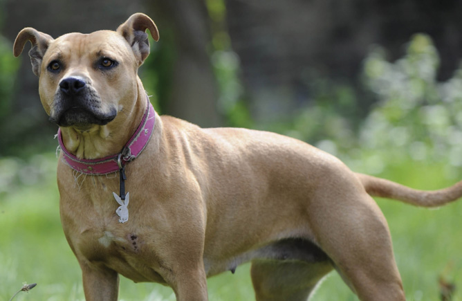 When is the right time to spay?