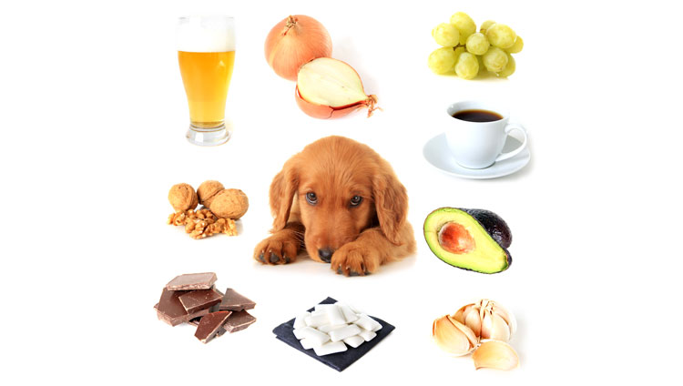 Foods that are toxic to dogs