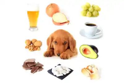 Foods that are toxic to dogs Foods that are toxic to dogs