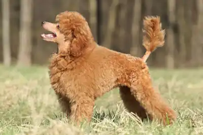 Toy Poodle dog breed profile Toy Poodle dog breed profile