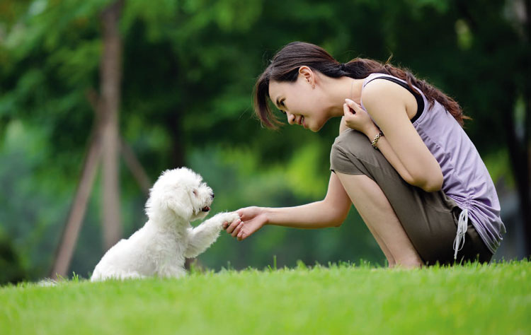 The benefits of trick training your dog