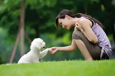 The benefits of trick training your dog The benefits of trick training your dog