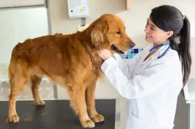 Choosing the right vet for your dog Choosing the right vet for your dog