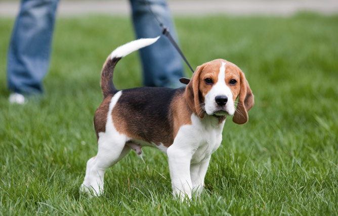 How long should I walk my puppy for?