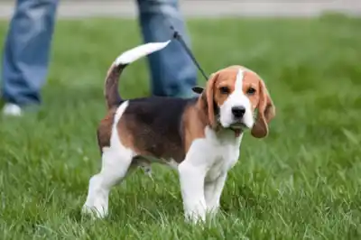 How long should I walk my puppy for? How long should I walk my puppy for?