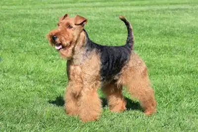 Welsh Terrier breed profile Welsh Terrier breed profile