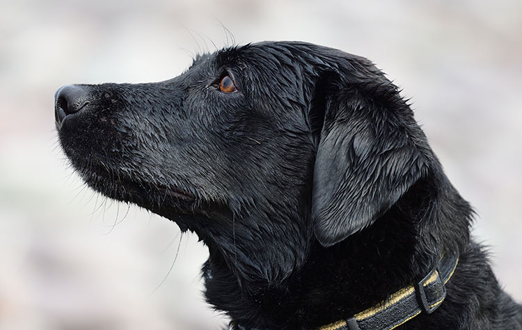 Why do dogs have whiskers