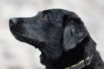 Why do dogs have whiskers Why do dogs have whiskers