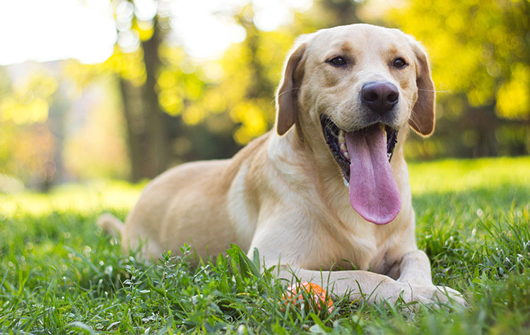 Worming your dog