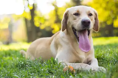 Worming your dog Worming your dog